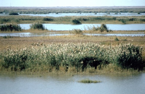 River Tigris from the doorway of the ruined Caliph's Palace, Samarra, Iraq, 1977.