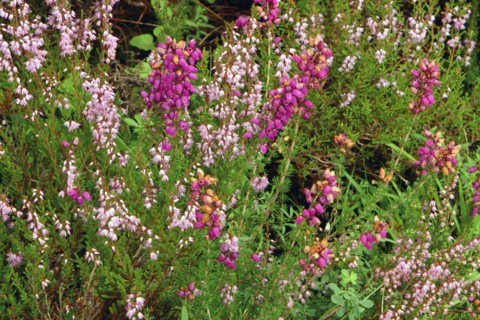 Heather, Scotland.