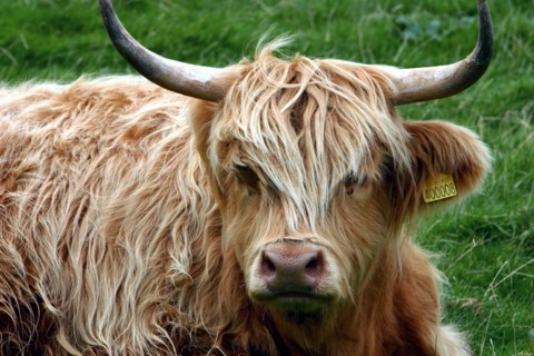 Highland cattle, Scotland.