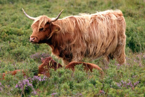 Highland cattle, Scotland.