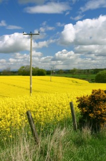 Rape seed field.