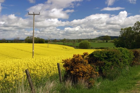 Rape seed field.