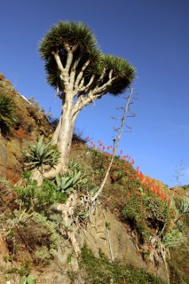 Dragon Tree, Anaga Mountains, Tenerife, 2007.