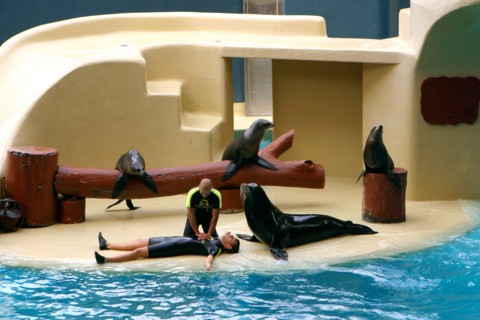 Sea lion show, Loro Parque, Tenerife, Canary Islands, 2007.
