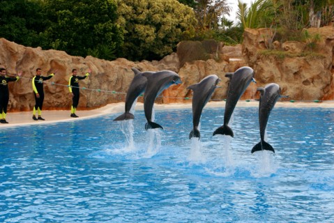 Dolphin show, Loro Parque, Tenerife, Canary Islands, 2007.