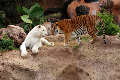 Tigers, Loro Parque, Tenerife, Canary Islands, 2007.