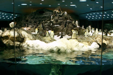 Penguins, Loro Parque, Tenerife, Canary Islands, 2007.