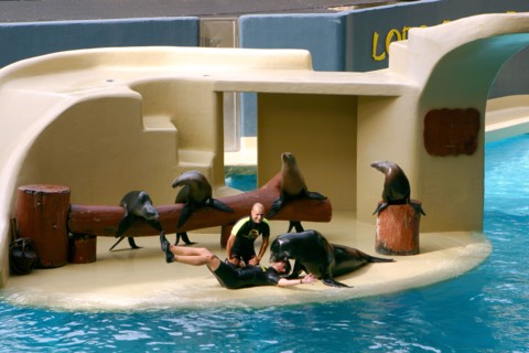 Sea lion show, Loro Parque, Tenerife, Canary Islands, 2007.