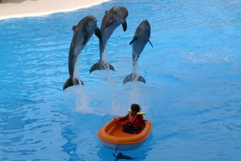 Dolphin show, Loro Parque, Tenerife, Canary Islands, 2007.