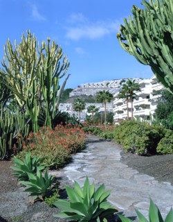 Cactus garden, Puerto Rico, Gran Canaria, Canary Islands.