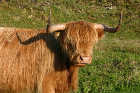 Highland cattle, Scotland.