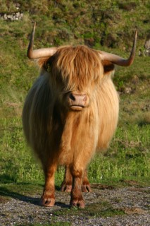 Highland cattle, Scotland.