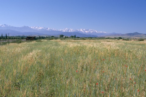 High Atlas Mountains from near Marakesh, Morocco.