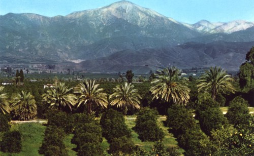 Orange groves and mountains, California, USA, 1953. Artist: Unknown