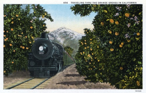 'Traveling through the Orange Groves in California', USA, 1924. Artist: Unknown