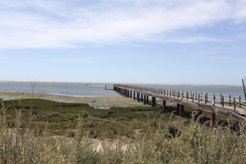 Olhao Bird Reserve, Olhao, Portugal, 2009. Artist: Samuel Magal