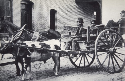 Mark Twain, American author, in the back of a horse and ox drawn cart, c1900. Artist: Unknown