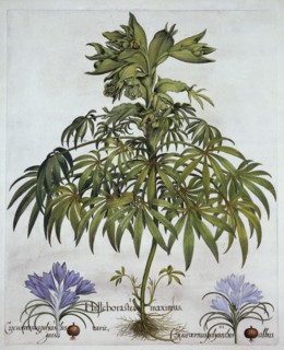 Stinking Hellebore, and Two Kinds of Crocus, from 'Hortus Eystettensis', by Basil Besler (1561-1629)