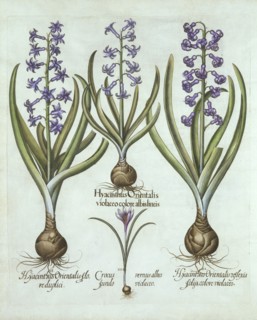 Hyacinths and an Autumn Crocus, from 'Hortus Eystettensis', by Basil Besler (1561-1629), pub. 1613 (