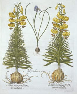 Yellow Turkscap Lily with bulb and Dwarf Blue-Eyed Grass,, from 'Hortus Eystettensis', by Basil Besl