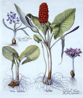Cuckoo Pint, Spring Meadow Saffron, Star Hyacinth, from 'Hortus Eystettensis', by Basil Besler (1561