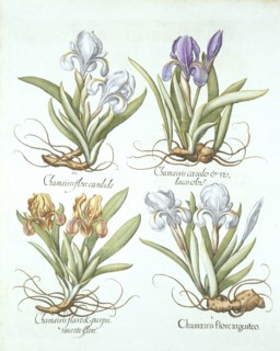 Four varieties of rhizomatous irises,  from 'Hortus Eystettensis', by Basil Besler (1561-1629) pub.