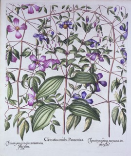 Three Types of Clematis, from 'Hortus Eystettensis', by Basil Besler (1561-1629), pub. 1613 (hand-co