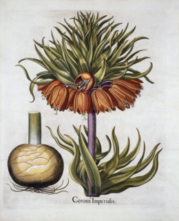Crown Imperial called Fritillaria, from 'Hortus Eystettensis', by Basil Besler (1561-1629) pub. 1613