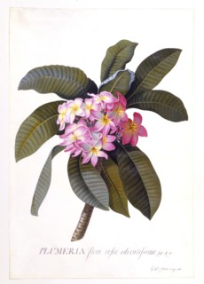 Plumeria, c 1744 (hand coloured engraving). Creator: "Georg Dionysius Ehret (1710 - 70); Ehret, Georg Dionysius (1710-1770)".
