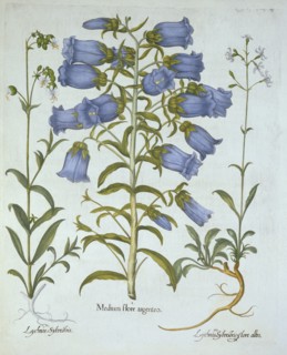 Canterbury Bells, White Bladder Campion, Nottingham Catchfly, from 'Hortus Eystettensis', by Basil B