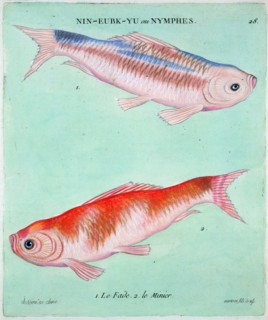 Chinese goldfish, 18th century. Artist: Francois  Nicholas Martinet