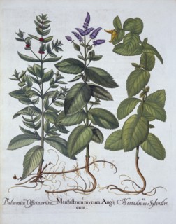 Horsemint and Spearmint, from 'Hortus Eystettensis', by Basil Besler (1561-1629), pub. 1613 (hand-co