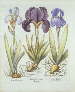 Three varieties of rhizomatous beardless irises,  from 'Hortus Eystettensis', by Basil Besler (1561-