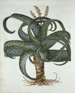 Barbados Aloe, from 'Hortus Eystettensis', by Basil Besler (1561-1629) pub. 1613