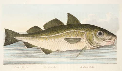 The Cod Fish, from A Treatise on Fish and Fish-ponds, pub. 1832 (hand coloured engraving)