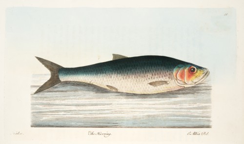 The Herring, from A Treatise on Fish and Fish-ponds, pub. 1832 (hand coloured engraving)