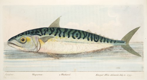 The Mackerel, from A Treatise on Fish and Fish-ponds, pub. 1832 (hand coloured engraving)