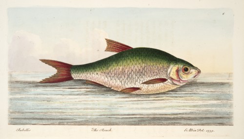 The Roach, from A Treatise on Fish and Fish-ponds, pub. 1832 (hand coloured engraving)