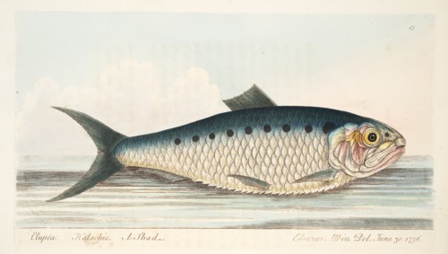 The Shad, from A Treatise on Fish and Fish-ponds, pub. 1832 (hand coloured engraving)