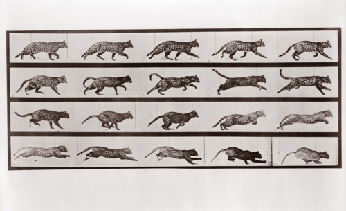 Cat Trotting and galloping, Plate 717 from Animal Locomotion, 1887 (photograph)