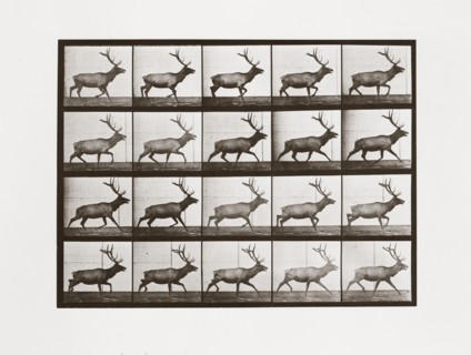 Elk, Plate 692 from Animal Locomotion, 1887 (photograph)