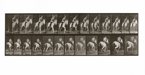 Galloping Horse with Rider, Plate 635 from Animal Locomotion, 1887 (photograph)