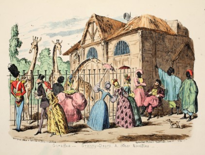 Giraffes - Granny Dears and Other Novelties, 1886.