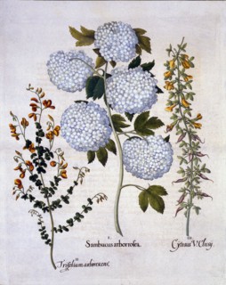 Snowball Viburnum, Garden Broom, Low-growing Alpine Broom, from 'Hortus Eystettensis', by Basil Besl