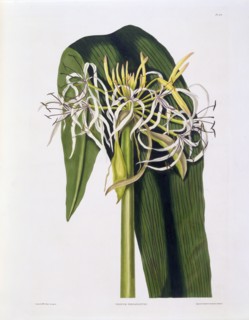 Crinum Declinatum, 1831-1834.