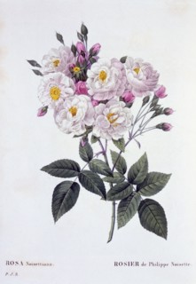 Rosa Noisettiana, 1824-1826.