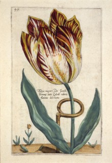 Tulipa Mayor Do Jacobi Bommy, 1614.