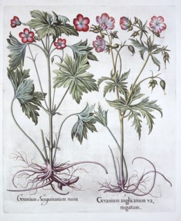 Bloody Cranesbill and Bigroot Cranesbill, from 'Hortus Eystettensis', by Basil Besler (1561-1629), p