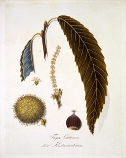 Fagus Castanea, 1803-1805.