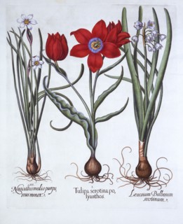 Tulip, Spring Snowflake and Narcissus, from 'Hortus Eystettensis', by Basil Besler (1561-1629), pub.
